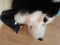 -Husky Go! 哈士奇体验馆·宠物咖啡厅狗咖