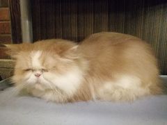 -more than meow吴止猫主题餐厅(承德 中船汇店)