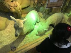 -未来动物城主题公园(正弘城店)