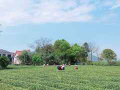 -龙坞茶村