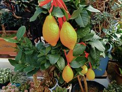 -青石桥花鸟鱼虫市场(叠翠城店)