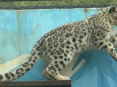 -青藏高原野生动物园