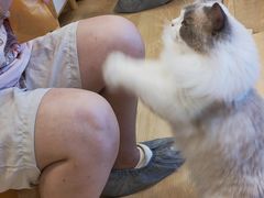 -有喵·猫咖·狗咖·30几只猫10只小狗(岗厦店)