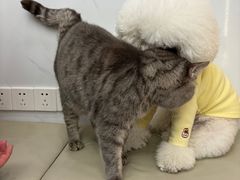 -瑞派康怡24h宠物医院·犬猫医疗中心·微创绝育(瑞景分院)