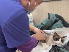 -北京观赏动物医院·24小时大型综合·猫专科·异宠专科