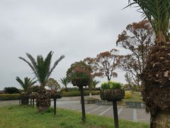 -上海都市菜园