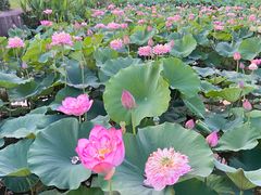 -广州莲花山旅游区