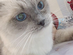 -喵喵咪呀布偶猫咖(春熙路店)