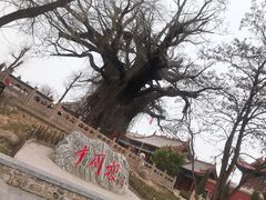-大槐树寻根祭祖园