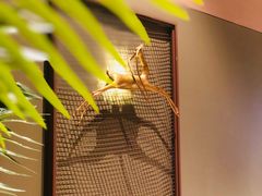 大堂-大树餐厅(益田假日店)