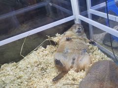 -酷以爬仙阁实体爬宠店·守宫·蜥蜴·专业繁育