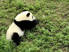 -都江堰中华大熊猫苑