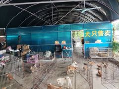 -柴犬高等学院·狗咖·柴犬售卖·宠物训练