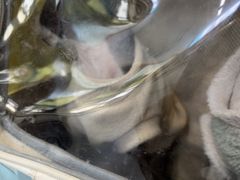 -瑞派伍一宠物医院·眼科·骨科·猫科转诊中心(马王堆院)