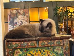 -猫小院猫主题餐厅(南锣旗舰店)