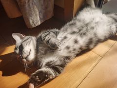 -纳吉亚猫专科动物医院·北北分院