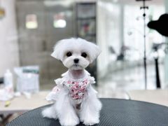 -鑫艺宠物美容培训学校