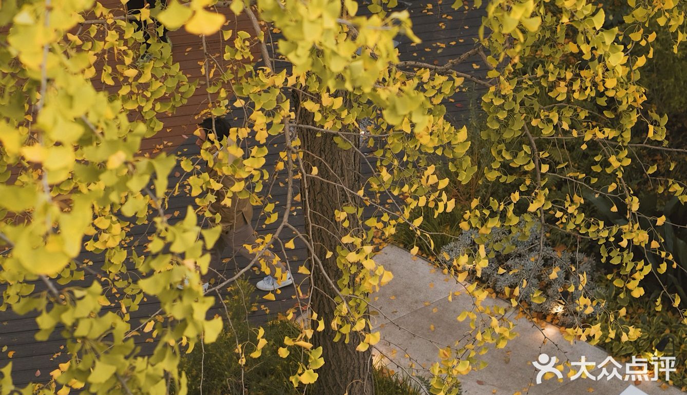 魔都秋天最火的银杏咖啡店