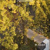 魔都秋天最火的银杏咖啡店