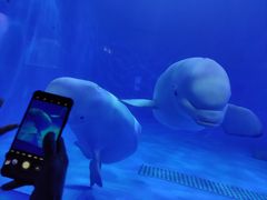 -多彩贵州城极地海洋世界