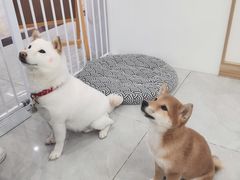 -柴犬小屋·柴餐厅·狗咖食堂(金鼎广场店)