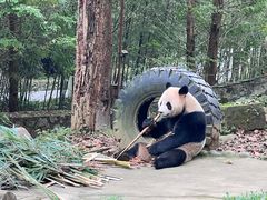 -都江堰中华大熊猫苑