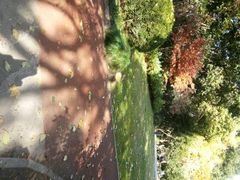 android_upload_pic-徐家汇源景区-衡山公园