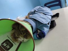 -瑞派福兴宠物医院犬猫全科·骨科·中西医结合(河东店)