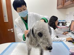 -美联众合动物医院·24h转诊中心
