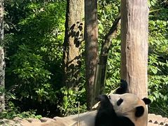 -中国大熊猫保护研究中心雅安碧峰峡基地