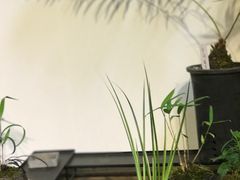 -植觉