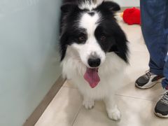 -宠福鑫康馨动物医院·骨科·眼科