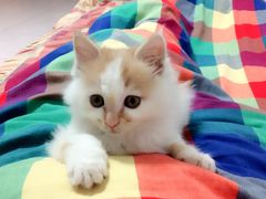 -瑞派福兴宠物医院犬猫全科·骨科·中西医结合(河东店)