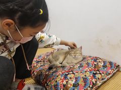 -柴迷FANS CLUB·柴犬狗咖·猫咖