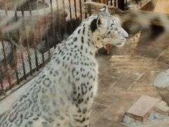 -青藏高原野生动物园