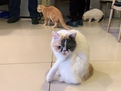 -平行世界·猫咖(首经贸店)