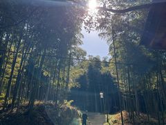 -东明山森林公园