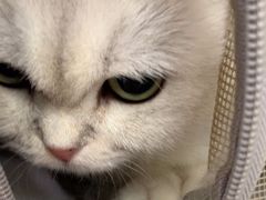 -瑞派康怡24h宠物医院·犬猫医疗中心·微创绝育(瑞景分院)