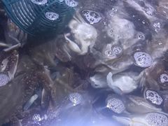 -聚盛源蒸汽海鲜火锅烤肉自助(巨川金海岸购物广场店)