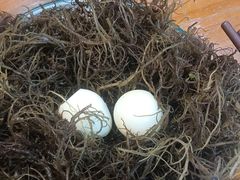 海菜-老何家后安粉·糟粕醋海鲜火锅(三亚湾椰梦长廊店)