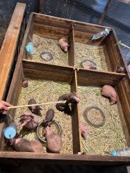 -酷嗒动物文化乐园(cutezoo西溪乐天城店)