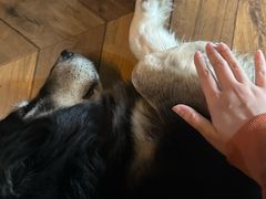 -抱暴龙爬宠·异宠·撸宠撸爬主题馆(大学路店)