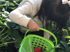 -大自然农场蔬菜草莓采摘园
