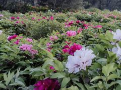 -莲花池公园