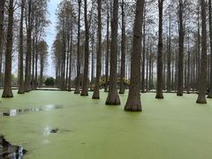 -渌洋湖湿地公园