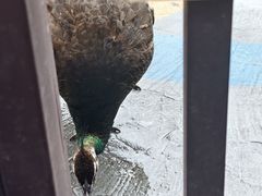 -西双版纳原始森林公园