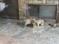 -上海野生动物园老虎餐厅