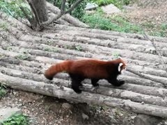 -大连森林动物园