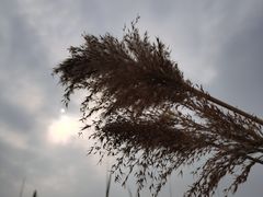 -野鸭湖国家湿地公园