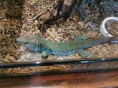 -酷以爬仙阁实体爬宠店·守宫·蜥蜴·专业繁育